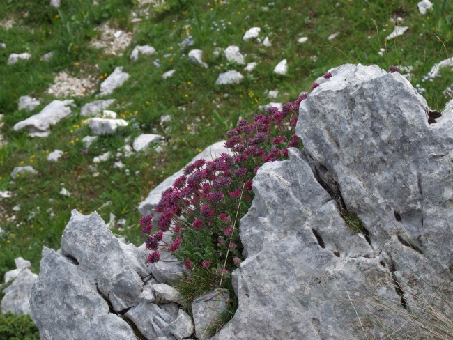 Anthyllis montana ssp. atropurpurea  / Vulneraria montana